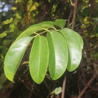 Aganope heptaphylla (L.) Polhill